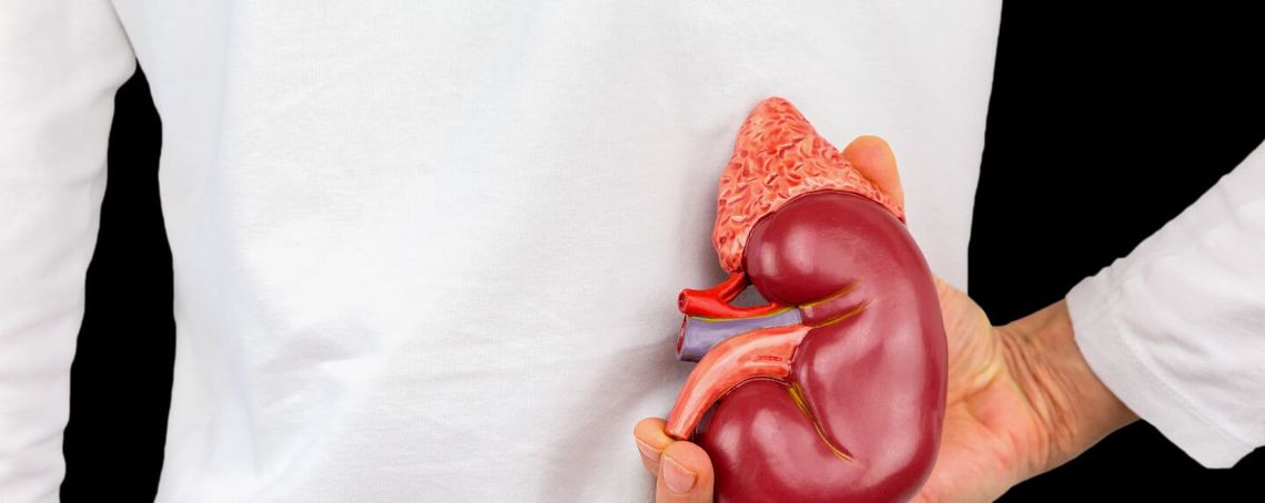 Back view of a person with a kidney in his hand.