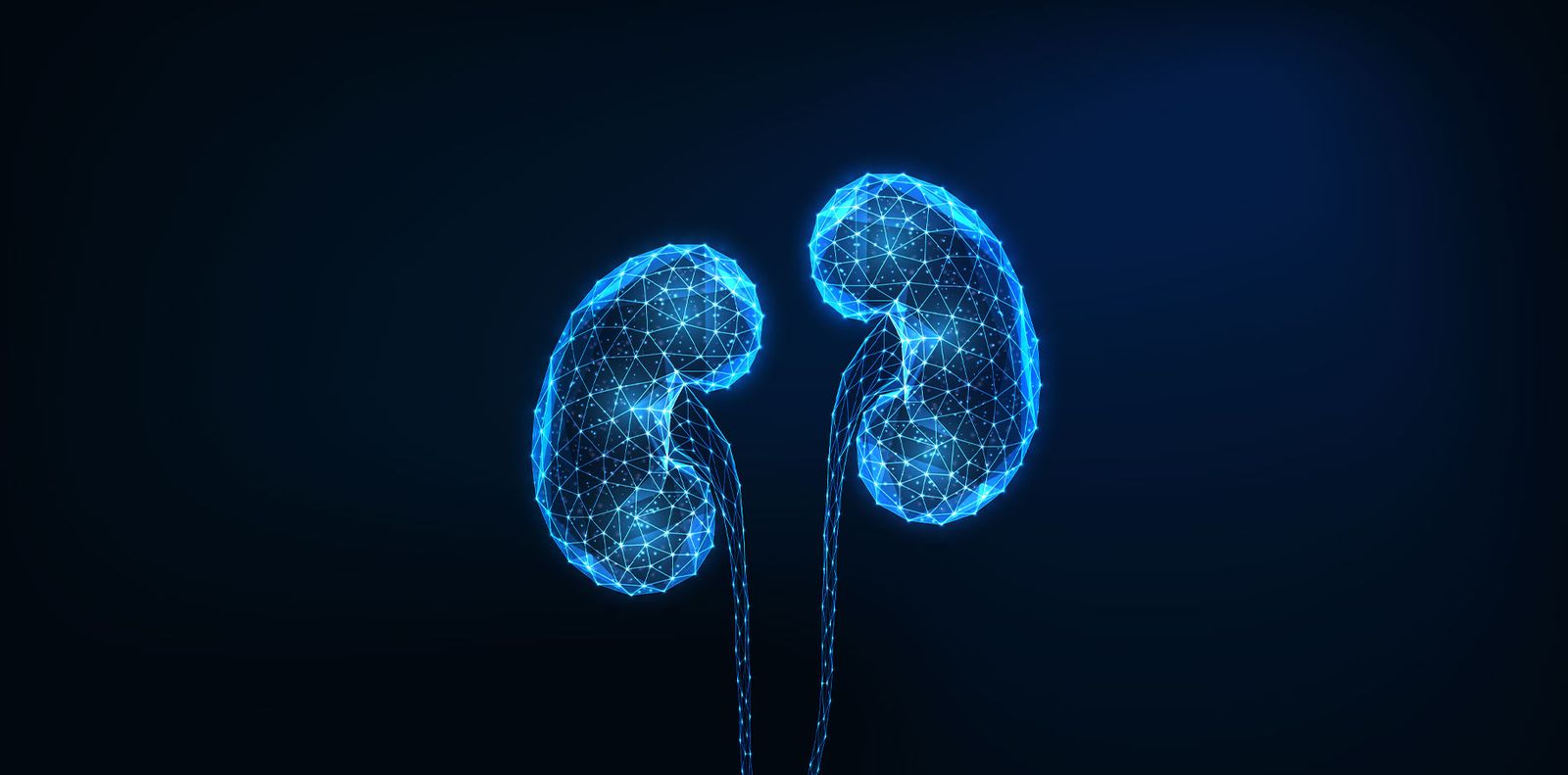 Digital outlines of kidneys